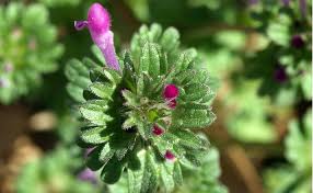 Attēlu rezultāti vaicājumam “Lamium amplexicaule flower”