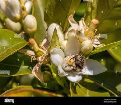 Attēlu rezultāti vaicājumam “Oxythyrea funesta imago”