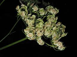 Attēlu rezultāti vaicājumam “Heracleum sphondylium subsp. sibiricum”