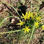 Attēlu rezultāti vaicājumam “Gagea pratensis”