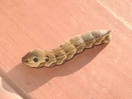 Attēlu rezultāti vaicājumam “Deilephila elpenor larva”