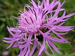 Attēlu rezultāti vaicājumam “Centaurea phrygia”