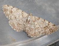 Attēlu rezultāti vaicājumam “Aethalura punctulata”