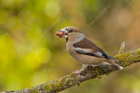 Attēlu rezultāti vaicājumam “Coccothraustes coccothraustes”