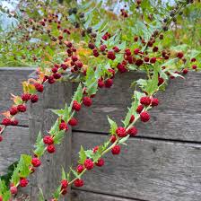 Attēlu rezultāti vaicājumam “Chenopodium foliosum fruit”