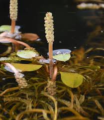 Attēlu rezultāti vaicājumam “Potamogeton gramineus”