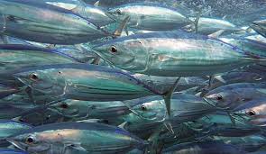 Image result for Katsuwonus pelamis