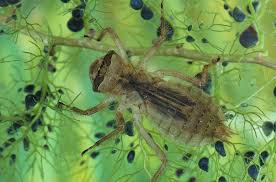 Attēlu rezultāti vaicājumam “Libellula quadrimaculata larva”