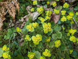 Attēlu rezultāti vaicājumam “Chrysosplenium alternifolium flower”