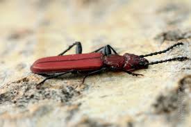 Attēlu rezultāti vaicājumam “Cucujus cinnaberinus”