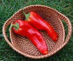 Afbeeldingsresultaat voor aconcagua sweet pepper