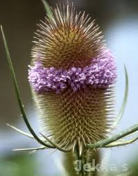 Attēlu rezultāti vaicājumam “Dipsacus fullonum flower”