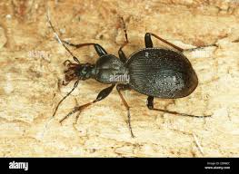 Attēlu rezultāti vaicājumam “Cychrus caraboides”