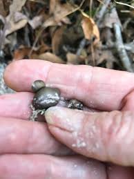 Attēlu rezultāti vaicājumam “Lycogala roseosporum”