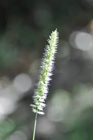 Attēlu rezultāti vaicājumam “Phleum phleoides fruit”