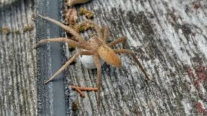 Attēlu rezultāti vaicājumam “Pisauridae”