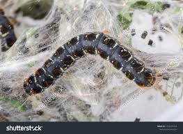 Attēlu rezultāti vaicājumam “Eriogaster lanestris larva”