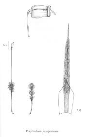 Attēlu rezultāti vaicājumam “Polytrichum juniperinum”