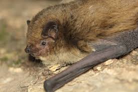 Attēlu rezultāti vaicājumam “Pipistrellus pygmaeus”