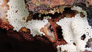 Attēlu rezultāti vaicājumam “Trichia crateriformis stalked”