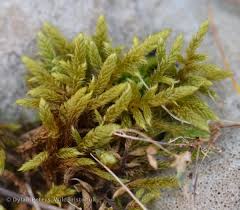 Attēlu rezultāti vaicājumam “Hypnum cupressiforme var. lacunosum”