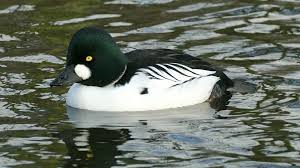 Attēlu rezultāti vaicājumam “Bucephala clangula”