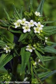 Attēlu rezultāti vaicājumam “Lithospermum officinale”