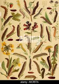 Attēlu rezultāti vaicājumam “Rhabdoweisia fugax”