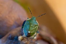 Attēlu rezultāti vaicājumam “Chlorochroa juniperina”
