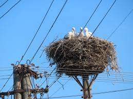 Attēlu rezultāti vaicājumam “Ciconia ciconia nest”