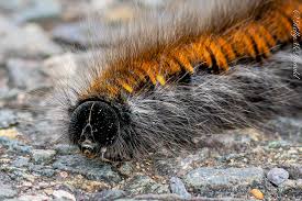 Attēlu rezultāti vaicājumam “Macrothylacia rubi larva”