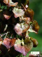 Attēlu rezultāti vaicājumam “Rumex confertus fruit”