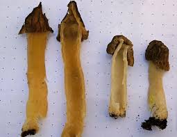 Attēlu rezultāti vaicājumam “Verpa bohemica”