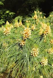 Attēlu rezultāti vaicājumam “Pinus strobus”