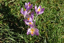 Attēlu rezultāti vaicājumam “Crocus tommasinianus flower”