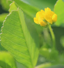 Attēlu rezultāti vaicājumam “Trifolium aureum leaf”