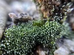 Attēlu rezultāti vaicājumam “Bryum funkii”