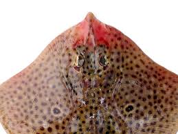 Image result for Raja polystigma