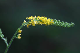 Attēlu rezultāti vaicājumam “Agrimonia pilosa flower”