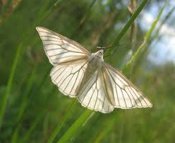 Attēlu rezultāti vaicājumam “Siona lineata”