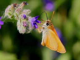 Attēlu rezultāti vaicājumam “Thymelicus sylvestris male”
