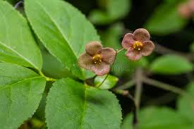 Attēlu rezultāti vaicājumam “Euonymus verrucosus fruit”
