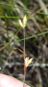 Attēlu rezultāti vaicājumam “Juncus stygius”