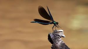 Attēlu rezultāti vaicājumam “Calopteryx virgo male”