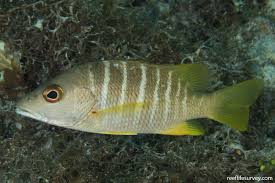 Image result for Lutjanus apodus