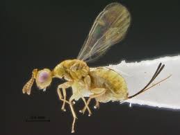 Attēlu rezultāti vaicājumam “Torymidae”