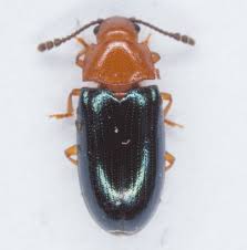 Attēlu rezultāti vaicājumam “Triplax aenea”