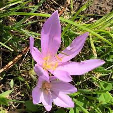 Image result for Herbstzeitlose