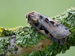 Attēlu rezultāti vaicājumam “Xestia c-nigrum”