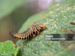 Attēlu rezultāti vaicājumam “Psyllobora vigintiduopunctata larva”